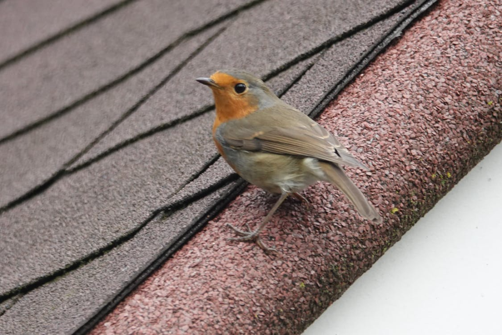 Image 28 roofing followup